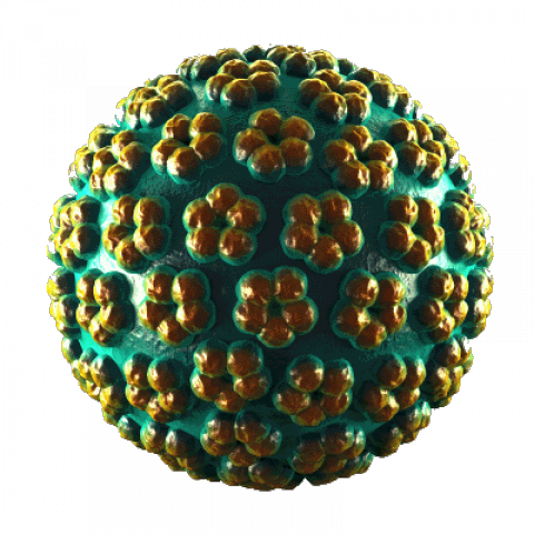 HPV – וירוס הפפילומה האנושי